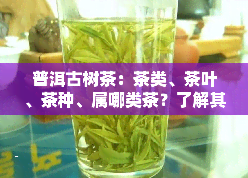 普洱古树茶：茶类、茶叶、茶种、属哪类茶？了解其功效与作用！