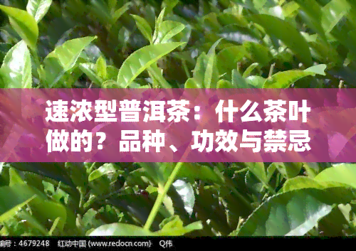 速浓型普洱茶：什么茶叶做的？品种、功效与禁忌全解析