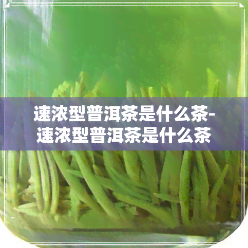 速浓型普洱茶是什么茶-速浓型普洱茶是什么茶