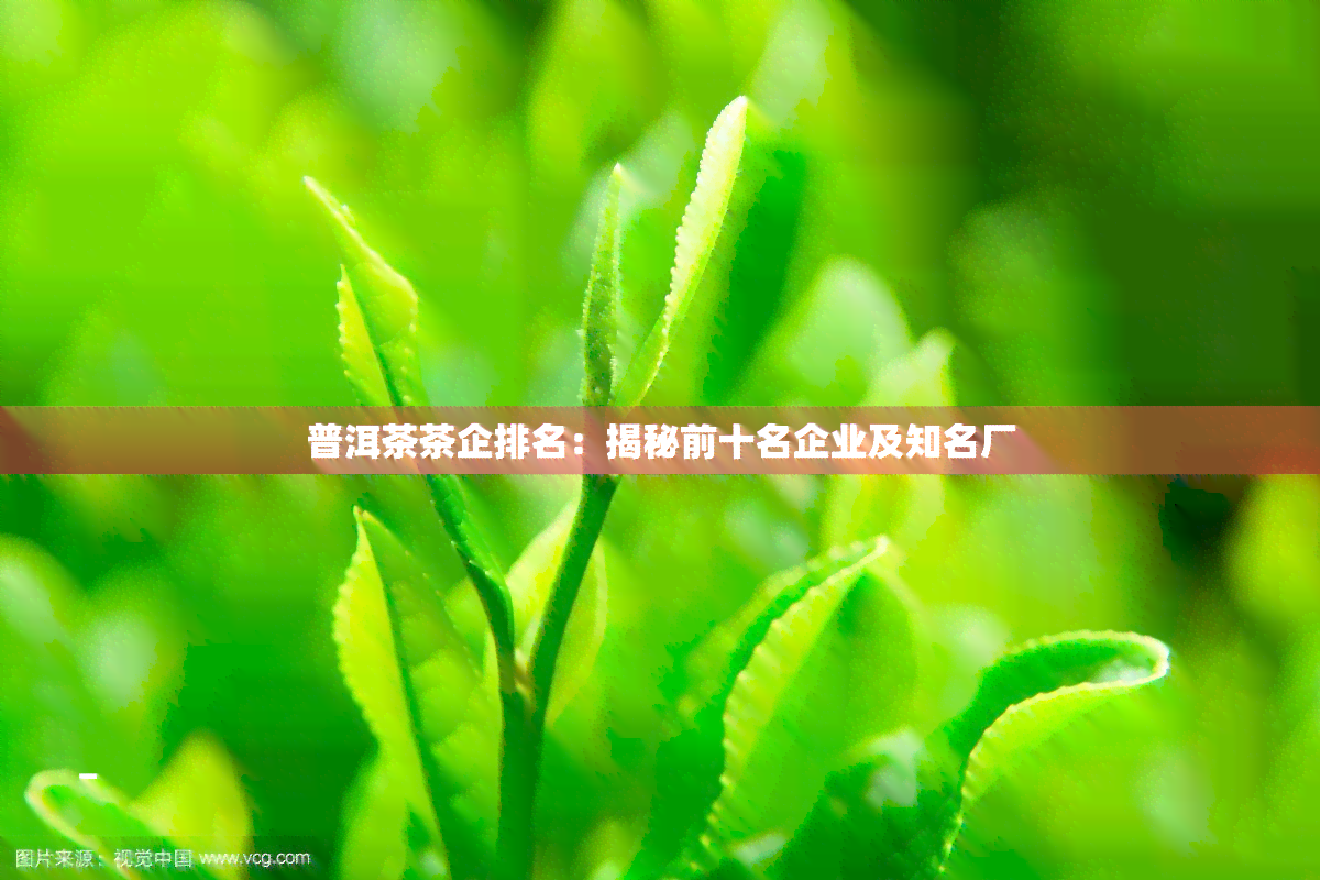 普洱茶茶企排名：揭秘前十名企业及知名厂