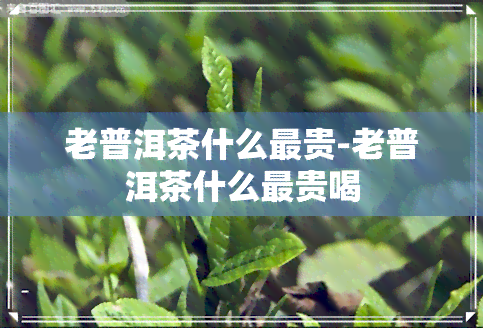 老普洱茶什么最贵-老普洱茶什么最贵喝