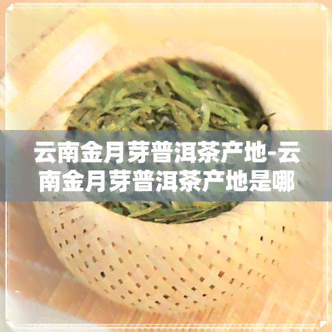 云南金月芽普洱茶产地-云南金月芽普洱茶产地是哪里