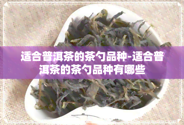 适合普洱茶的茶勺品种-适合普洱茶的茶勺品种有哪些