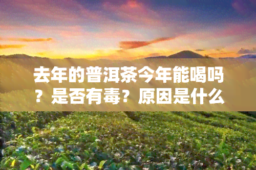 去年的普洱茶今年能喝吗？是否有？原因是什么？隔年还能喝吗？