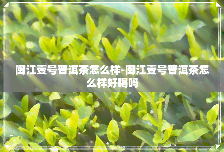 闽江壹号普洱茶怎么样-闽江壹号普洱茶怎么样好喝吗