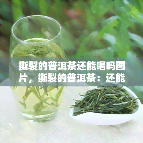 撕裂的普洱茶还能喝吗图片，撕裂的普洱茶：还能否饮用？看图揭晓答案！