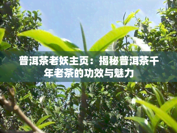 普洱茶老妖主页：揭秘普洱茶千年老茶的功效与魅力