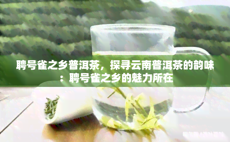 聘号雀之乡普洱茶，探寻云南普洱茶的韵味：聘号雀之乡的魅力所在