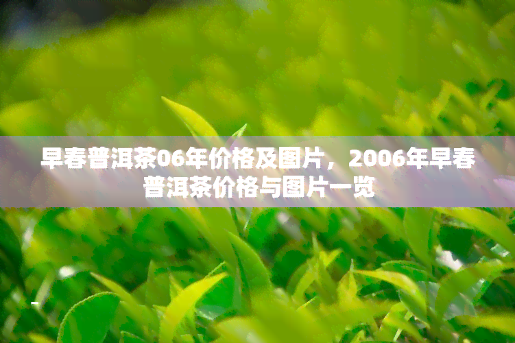 早春普洱茶06年价格及图片，2006年早春普洱茶价格与图片一览