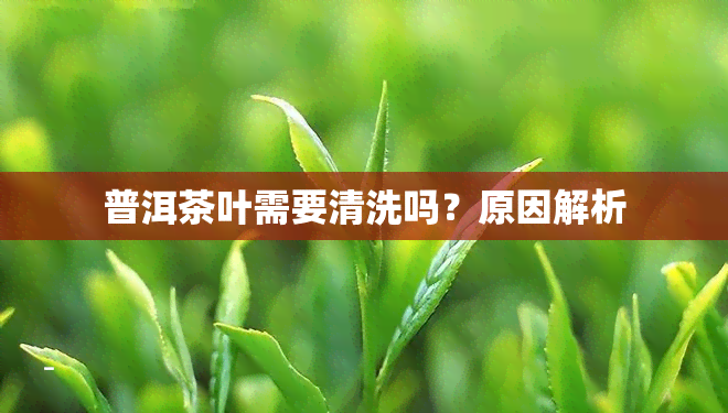 普洱茶叶需要清洗吗？原因解析