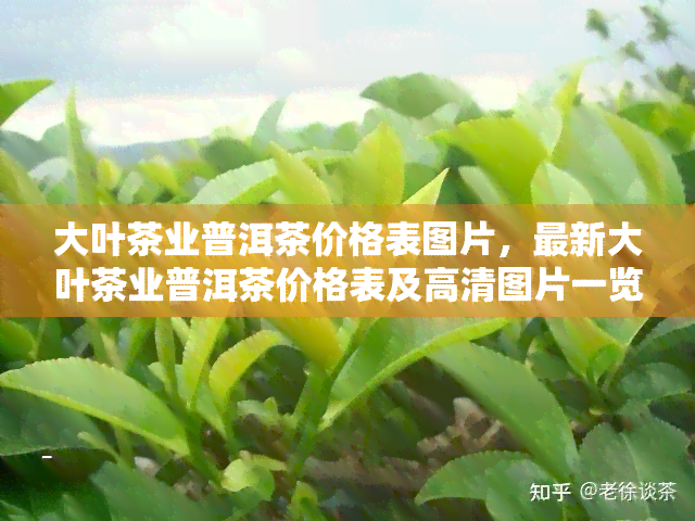 大叶茶业普洱茶价格表图片，最新大叶茶业普洱茶价格表及高清图片一览