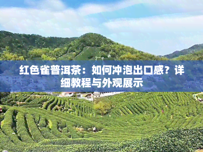 红色雀普洱茶：如何冲泡出口感？详细教程与外观展示