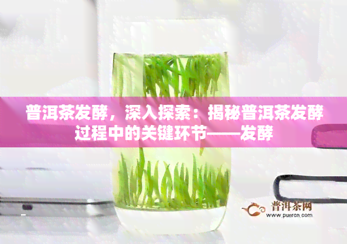 普洱茶发酵，深入探索：揭秘普洱茶发酵过程中的关键环节——发酵