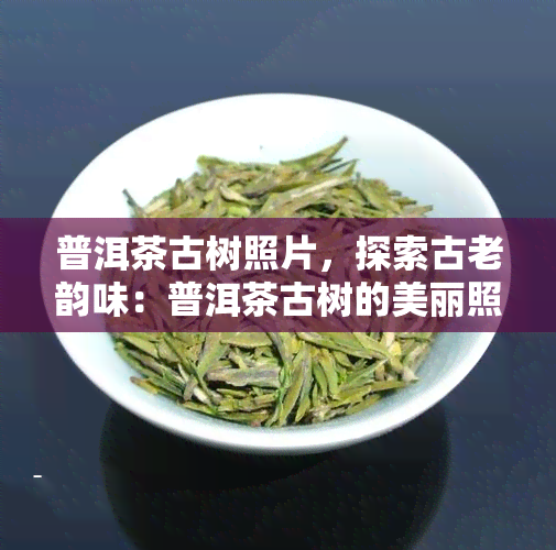 普洱茶古树照片，探索古老韵味：普洱茶古树的美丽照片