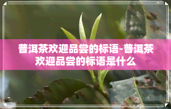 普洱茶欢迎品尝的标语-普洱茶欢迎品尝的标语是什么