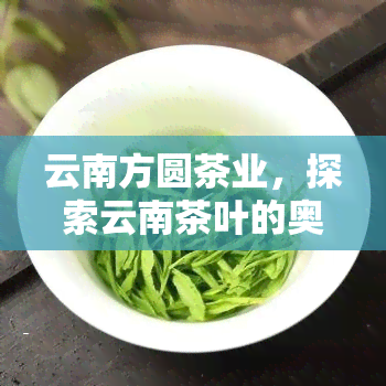 云南方圆茶业，探索云南茶叶的奥秘：云南方圆茶业的故事与品质