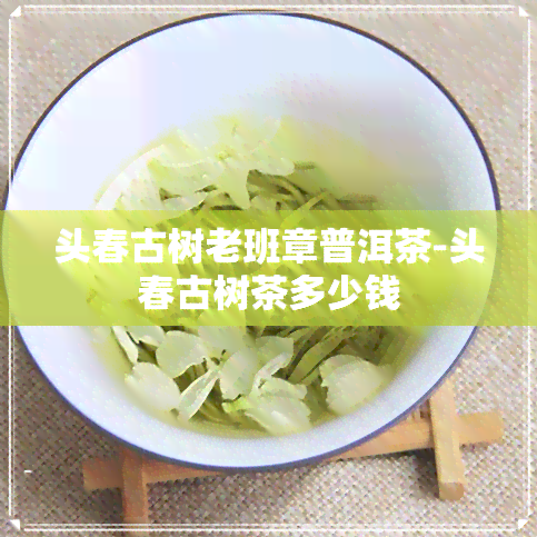 头春古树老班章普洱茶-头春古树茶多少钱