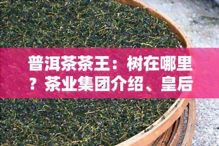 普洱茶茶王：树在哪里？茶业集团介绍、皇后图片与生茶价格一览