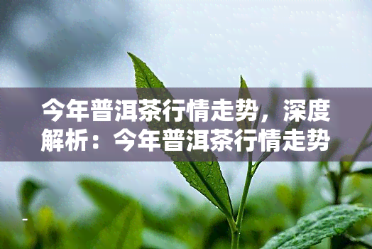 今年普洱茶行情走势，深度解析：今年普洱茶行情走势，价格波动原因及未来趋势预测