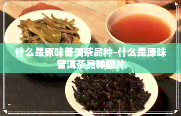 什么是原味普洱茶品种-什么是原味普洱茶品种图片