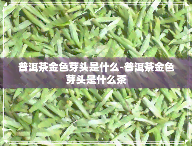 普洱茶金色芽头是什么-普洱茶金色芽头是什么茶