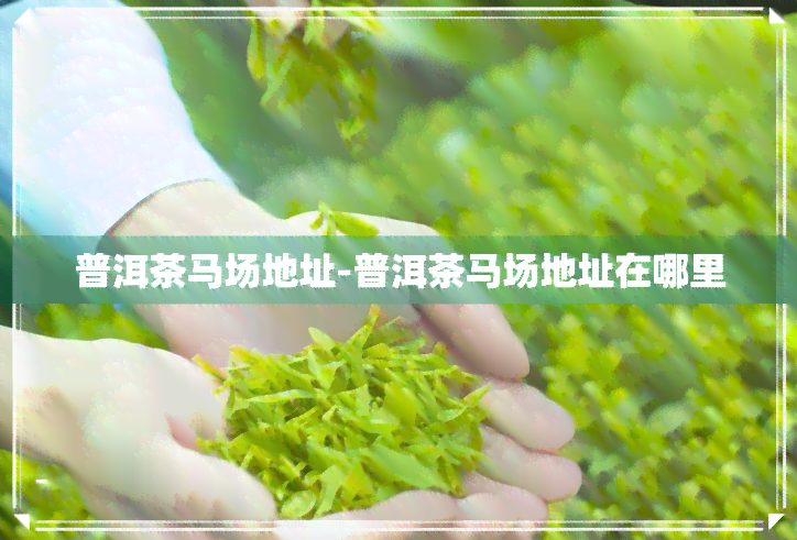 普洱茶马场地址-普洱茶马场地址在哪里