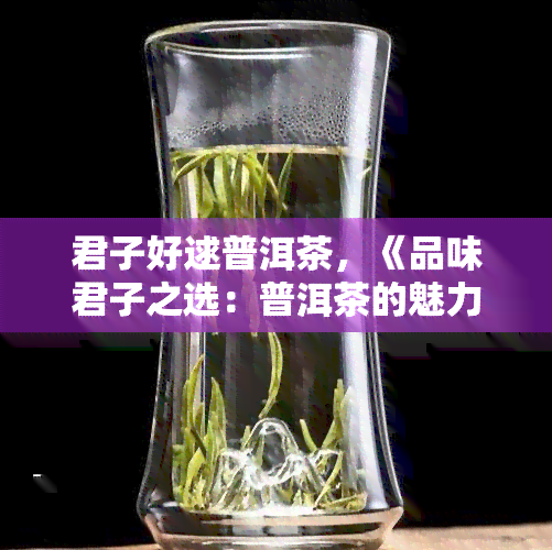 君子好逑普洱茶，《品味君子之选：普洱茶的魅力》