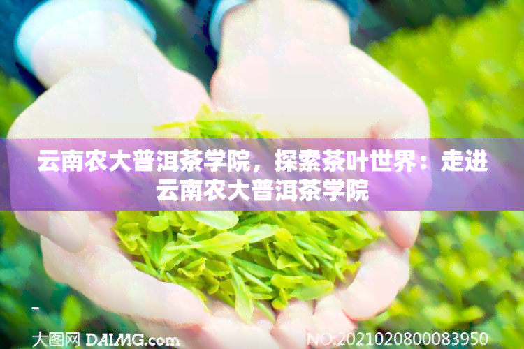 云南农大普洱茶学院，探索茶叶世界：走进云南农大普洱茶学院