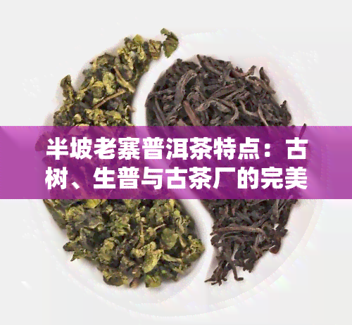 半坡老寨普洱茶特点：古树、生普与古茶厂的完美结合，一探其独特魅力