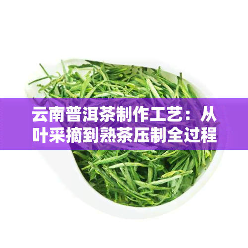 云南普洱茶制作工艺：从叶采摘到熟茶压制全过程详解