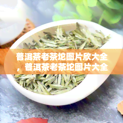 普洱茶老茶坨图片欣大全，普洱茶老茶坨图片大全：一次看尽老茶的韵味与风采！