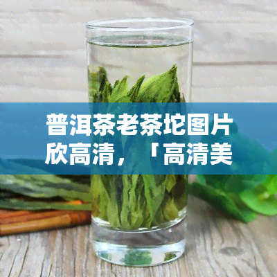 普洱茶老茶坨图片欣高清，「高清美图」普洱茶老茶坨，带你领略岁月沉淀的韵味