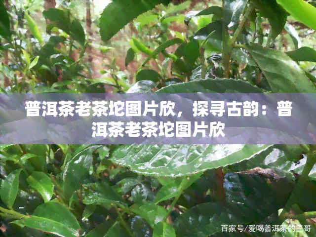 普洱茶老茶坨图片欣，探寻古韵：普洱茶老茶坨图片欣