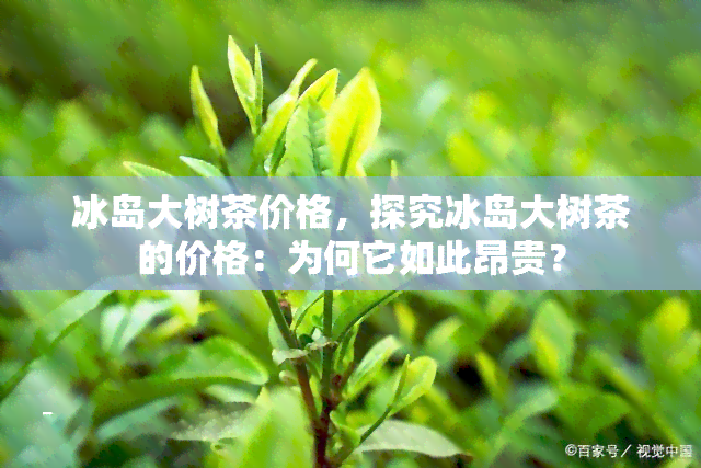 冰岛大树茶价格，探究冰岛大树茶的价格：为何它如此昂贵？