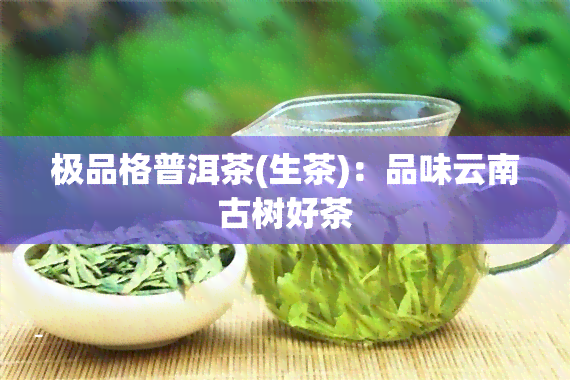 极品格普洱茶(生茶)：品味云南古树好茶