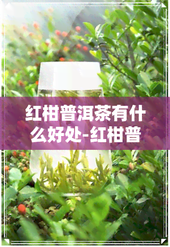 红柑普洱茶有什么好处-红柑普洱茶有什么好处和坏处