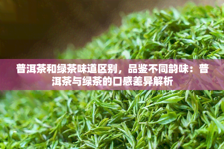 普洱茶和绿茶味道区别，品鉴不同韵味：普洱茶与绿茶的口感差异解析