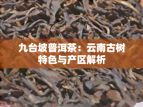 九台坡普洱茶：云南古树特色与产区解析