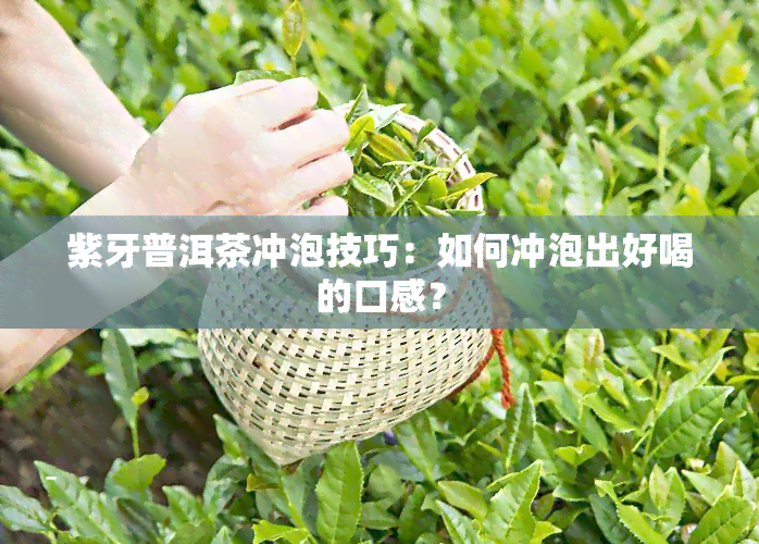 紫牙普洱茶冲泡技巧：如何冲泡出好喝的口感？