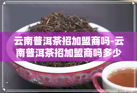 云南普洱茶招加盟商吗-云南普洱茶招加盟商吗多少钱