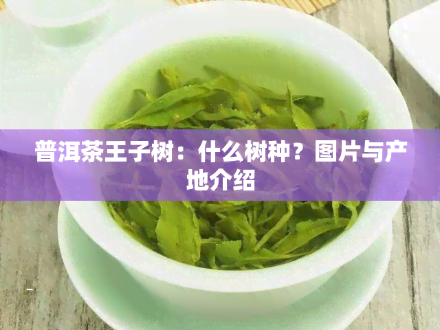 普洱茶王子树：什么树种？图片与产地介绍