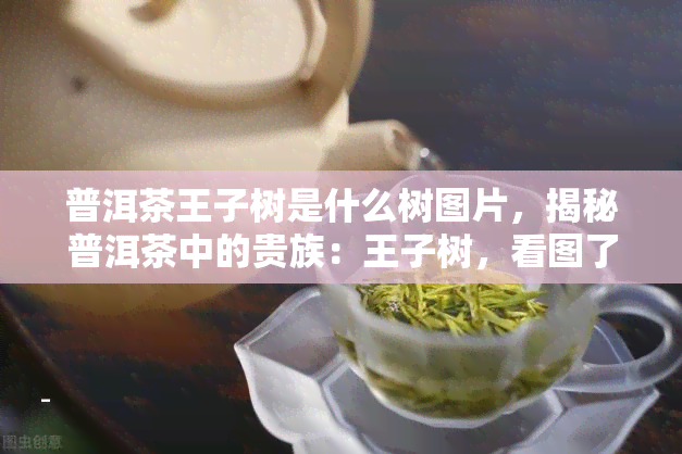 普洱茶王子树是什么树图片，揭秘普洱茶中的贵族：王子树，看图了解其神秘面纱！