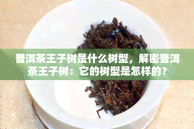 普洱茶王子树是什么树型，解密普洱茶王子树：它的树型是怎样的？