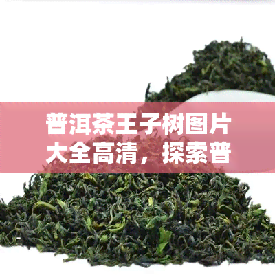 普洱茶王子树图片大全高清，探索普洱茶的世界：高清普洱茶王子树图片大全