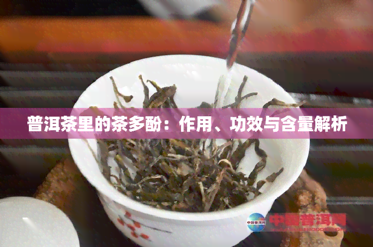 普洱茶里的茶多酚：作用、功效与含量解析