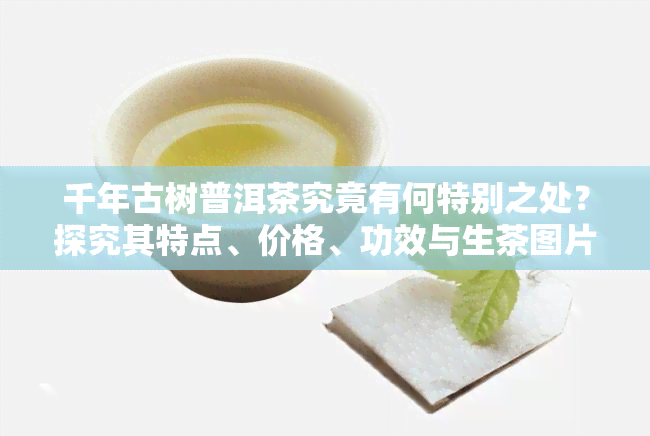 千年古树普洱茶究竟有何特别之处？探究其特点、价格、功效与生茶图片