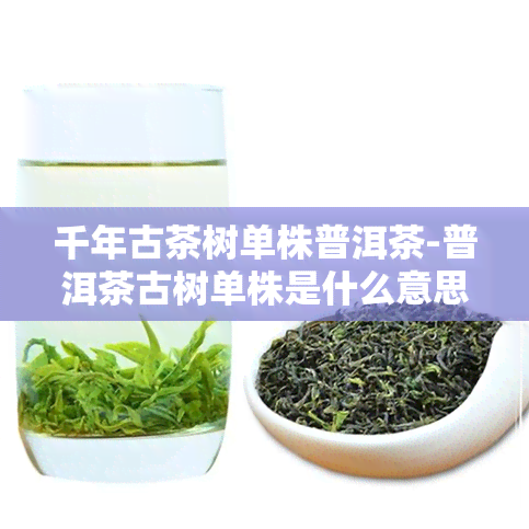 千年古茶树单株普洱茶-普洱茶古树单株是什么意思