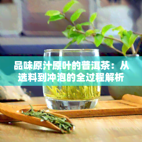 品味原汁原叶的普洱茶：从选料到冲泡的全过程解析