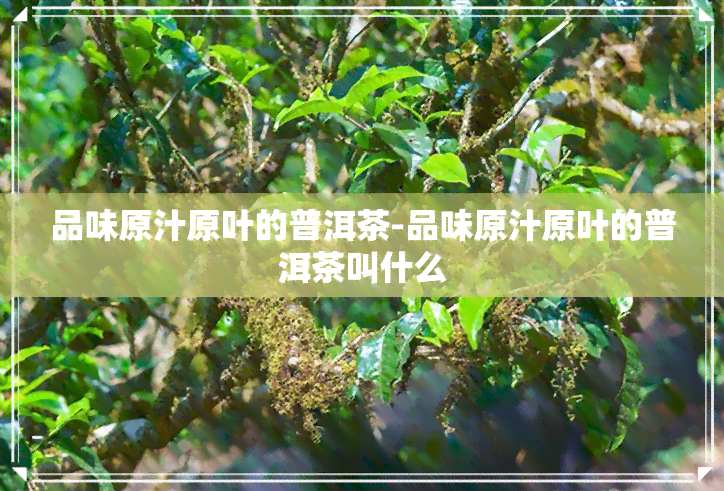 品味原汁原叶的普洱茶-品味原汁原叶的普洱茶叫什么