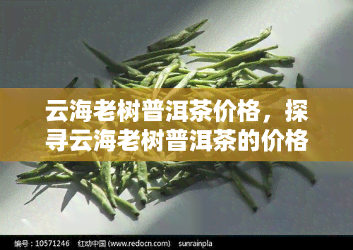 云海老树普洱茶价格，探寻云海老树普洱茶的价格，品味古韵与价值